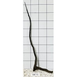 Stump wood 71