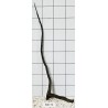 Stump wood 71