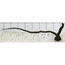Stump wood 71