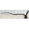 Stump wood 71