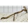 Stump wood 72