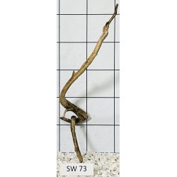 Stump wood 73
