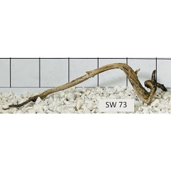 Stump wood 73