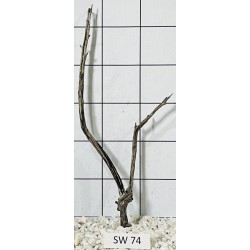 Stump wood 74
