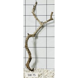 Stump wood 75