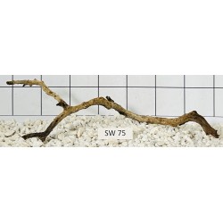 Stump wood 75