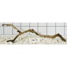 Stump wood 75