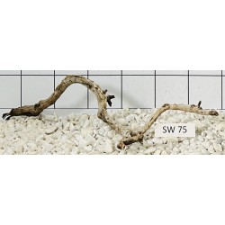 Stump wood 75