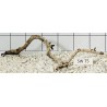 Stump wood 75