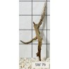 Stump wood 76