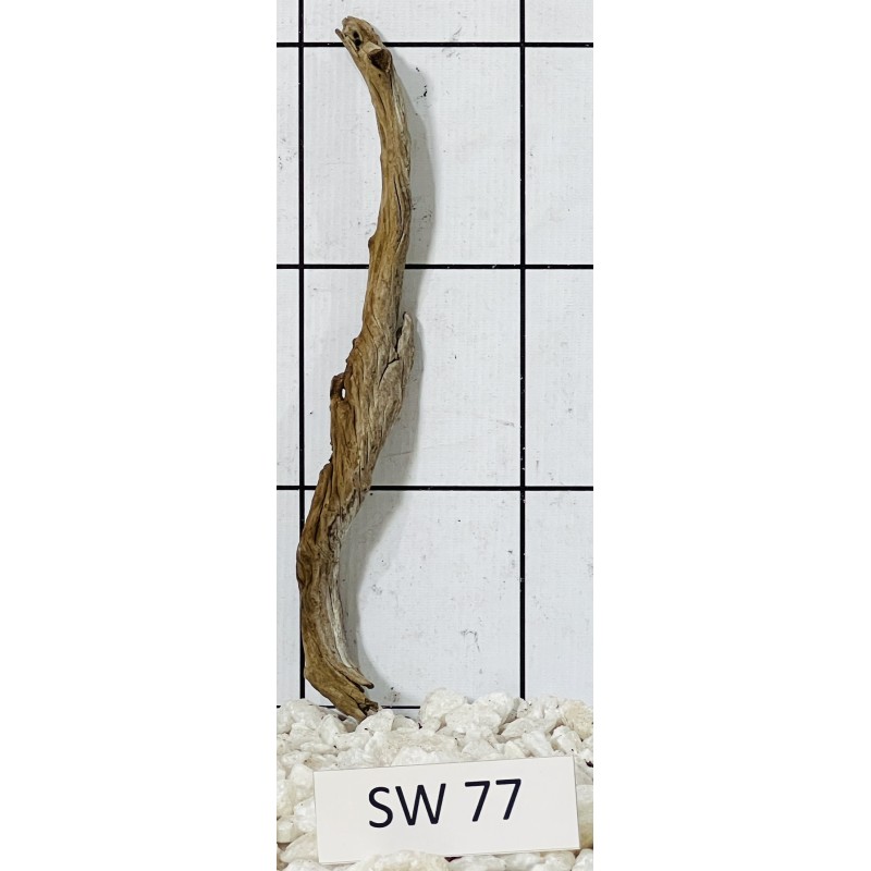 Stump wood 77