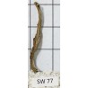 Stump wood 77