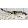 Stump wood 77