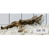 Stump wood 78