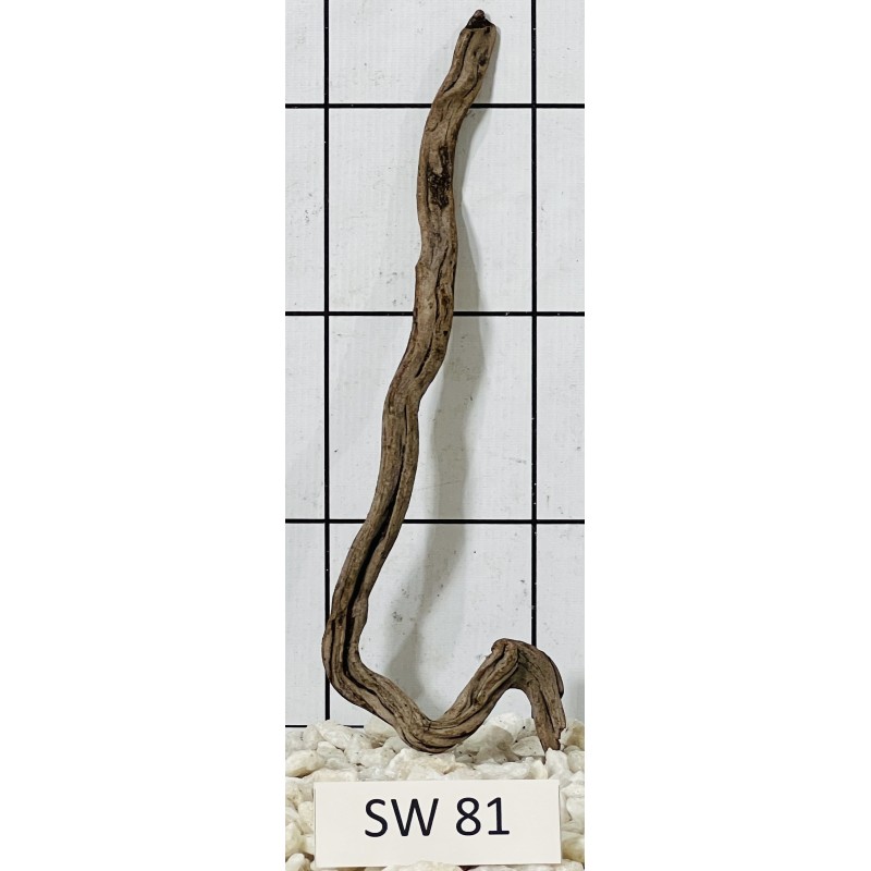 Stump wood 81