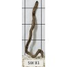 Stump wood 81