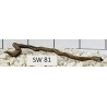 Stump wood 81
