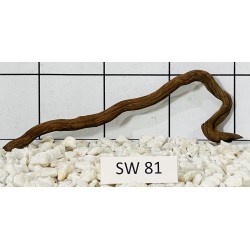 Stump wood 81