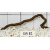 Stump wood 81