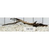 Stump wood 83