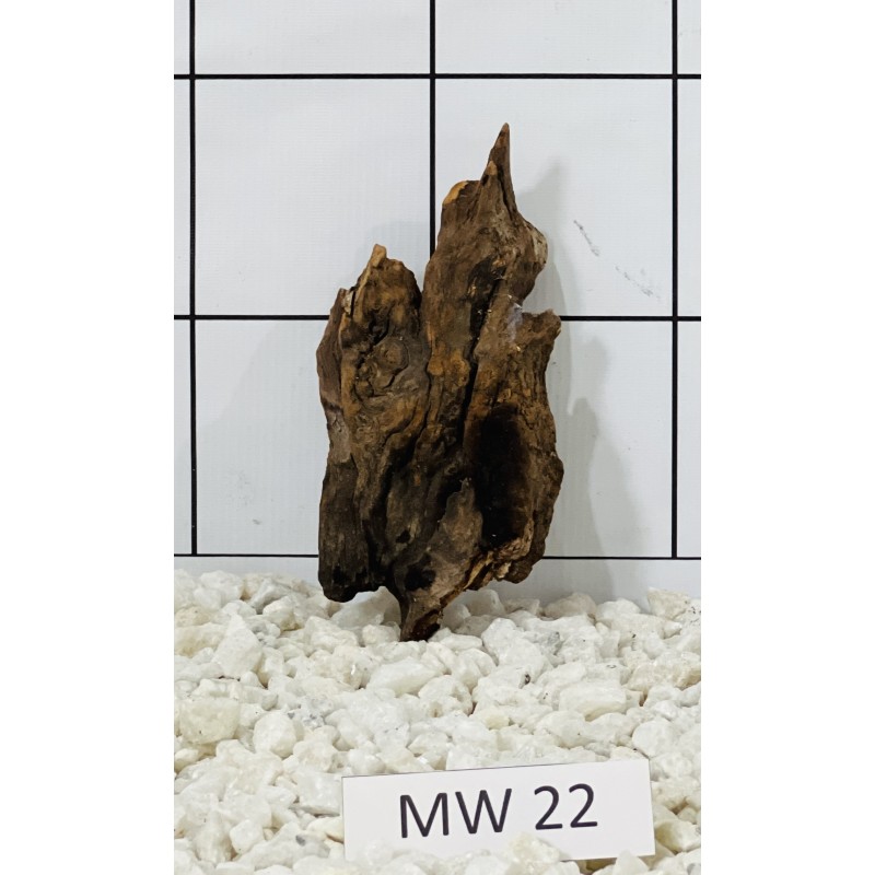 Mangrovewood 22