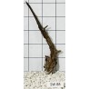 Stump wood 88