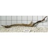 Stump wood 90