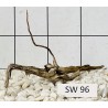 Stump wood 96