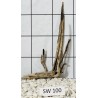 Stump wood 100