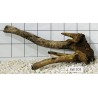 Stump wood 103