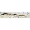 Stump wood 104