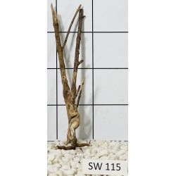 Stump wood 115