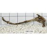Stump wood 116