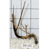 Stump wood 125
