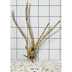 Stump wood 131