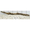 Stump wood 132