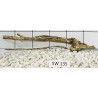 Stump wood 135