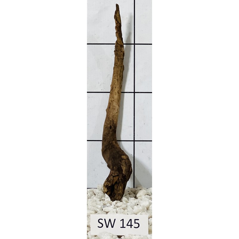 Stump wood 145