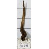 Stump wood 145