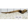 Stump wood 145