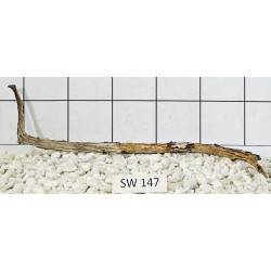 Stump wood 147