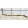 Stump wood 147