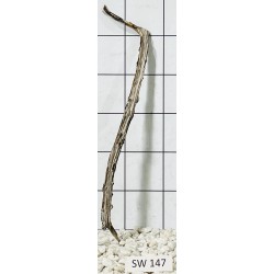 Stump wood 147