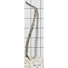 Stump wood 147