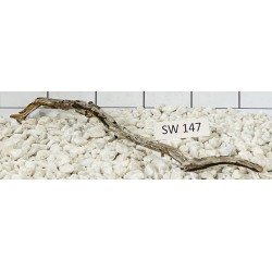 Stump wood 147