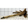 Stump wood 149