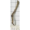 Stump wood 150