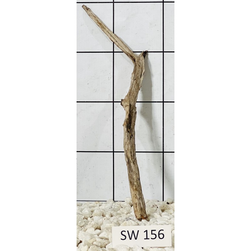 Stump wood 156