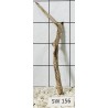 Stump wood 156
