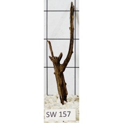 Stump wood 157